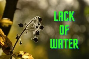 LACK OF WATER